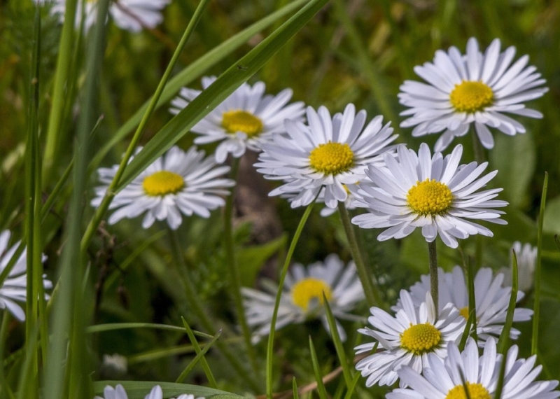 Pâquerette, la petite marguerite