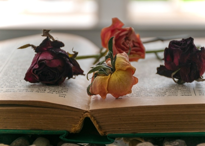 Comment faire sécher une rose ?