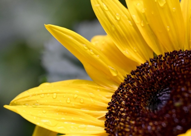 Tournesol, la fleur du soleil