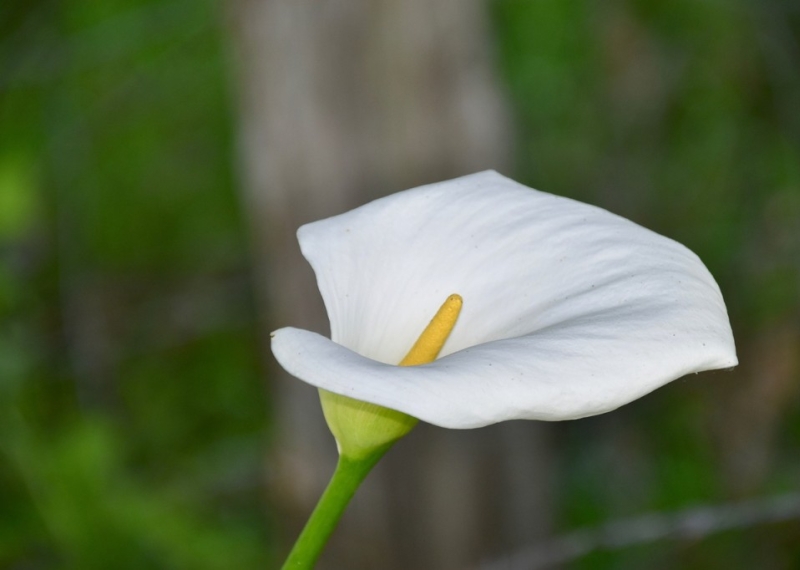 Arum, une fleur d’une grande élégance