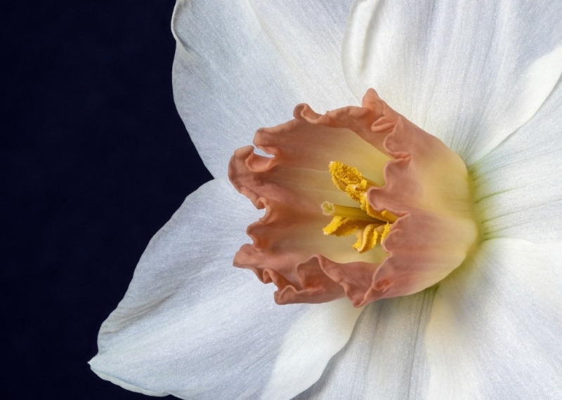 Narcisse, une fleur printanière spectaculaire