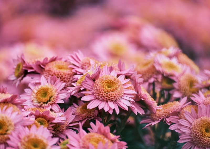 Chrysanthème, la fleur d’automne