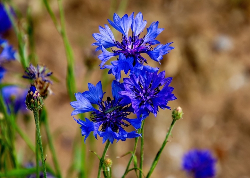 Bleuet, une jolie fleur vertueuse