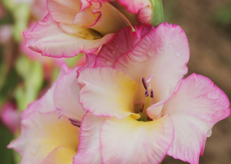 Le glaïeul, l’élégance d’une fleur