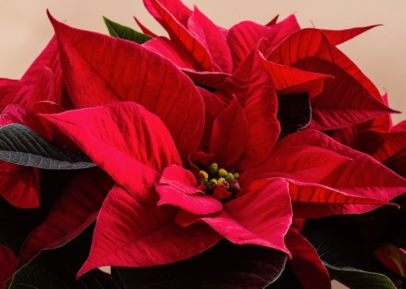 Poinsettia, la fleur de Noël