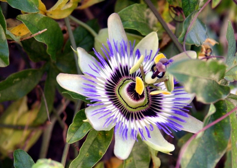 Passiflore, la fleur de la passion 