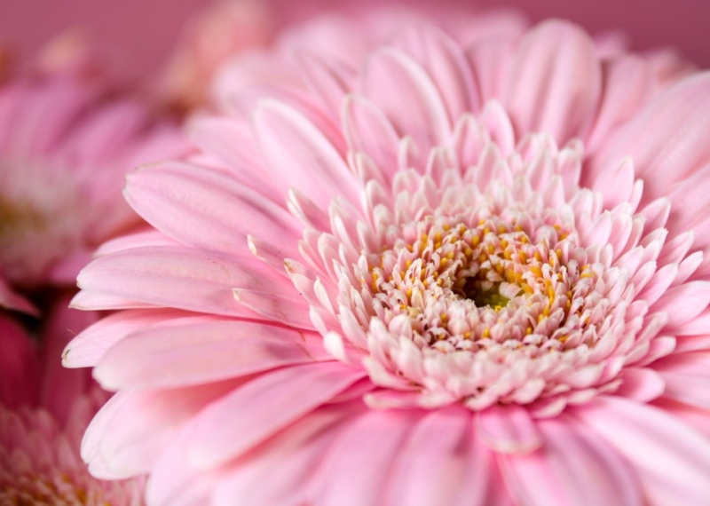 Gerbera, la plante pour décorer votre intérieur