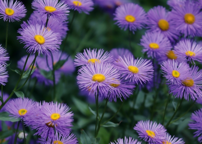 Aster, l’étoile lumineuse du jardin