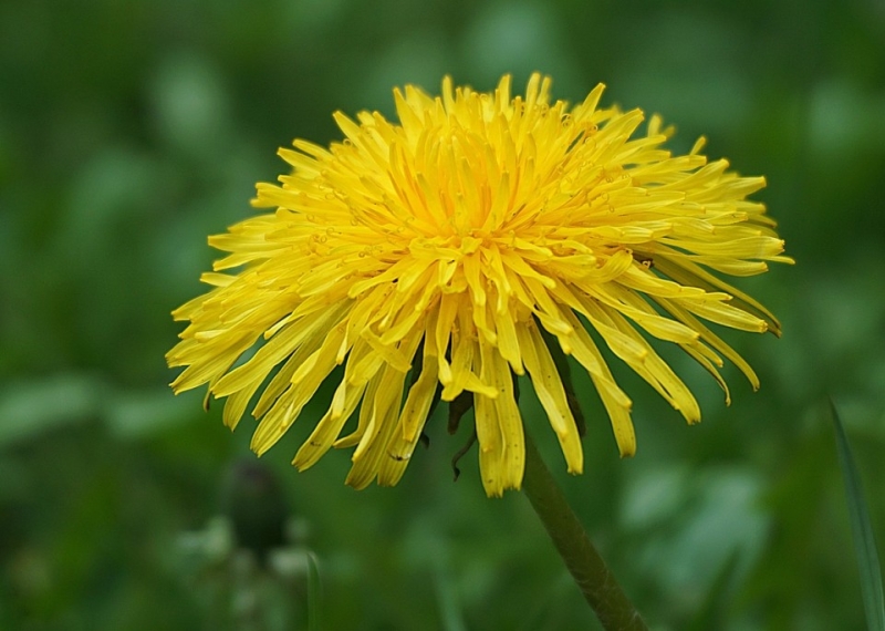 Le pissenlit ou la dent-de-lion