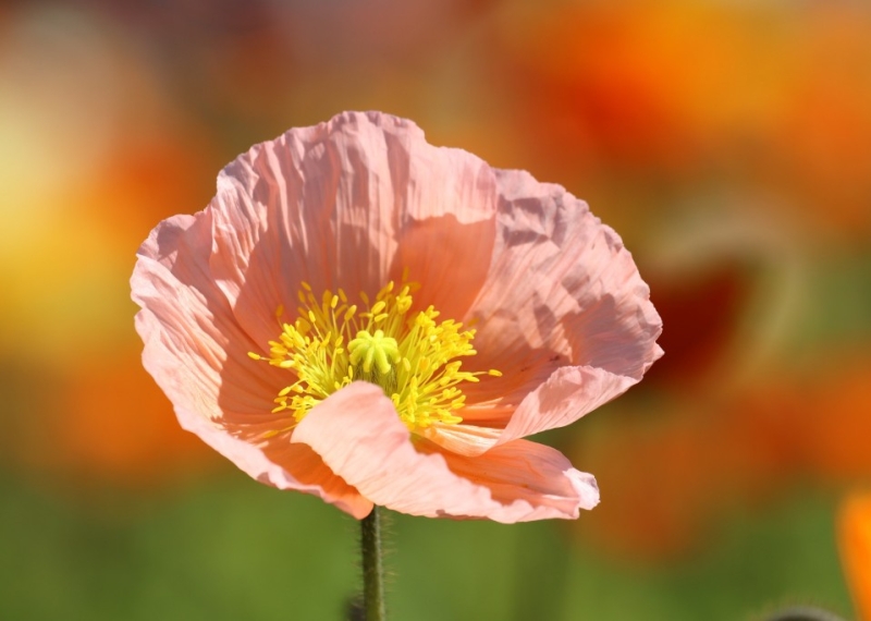 Pavot, une fleur lumineuse et séduisante