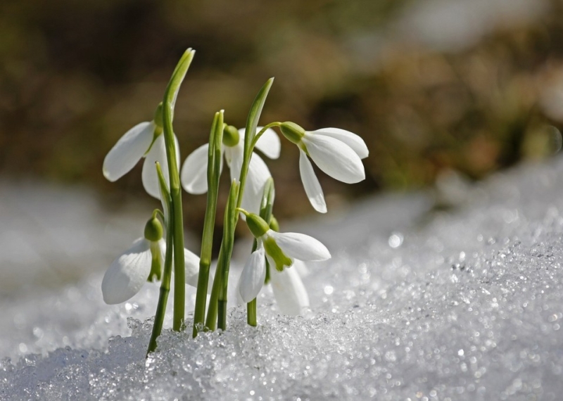 Perce-neige : la magnifique plante qui fleurit en hiver 