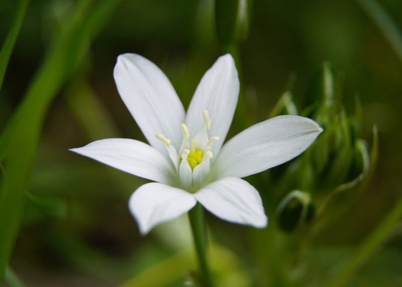Ornithogale : une fleur aussi blanche que le lait