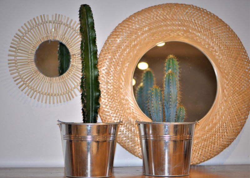 Le cactus, une plante stupéfiante