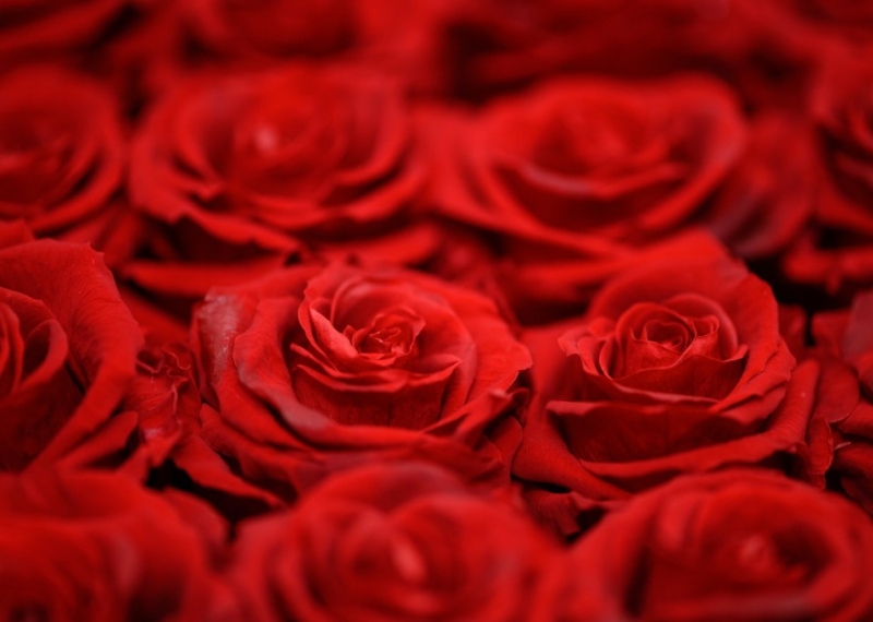 Combien de roses pour la Saint-Valentin ?