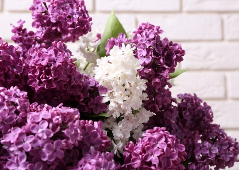 Lilas, la belle du printemps