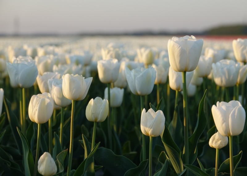 Tulipe, la fleur emblématique du printemps
