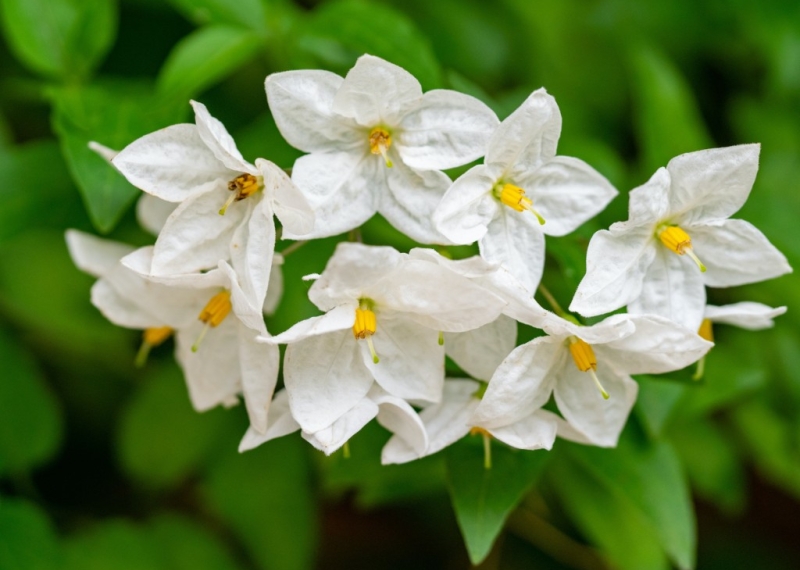 Le jasmin, un parfum d'Orient