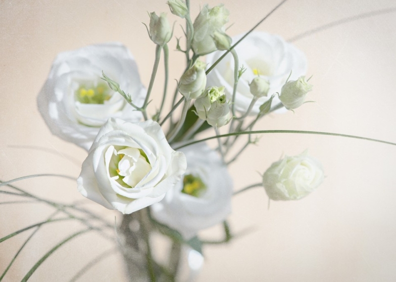 Lisianthus (Eustoma)