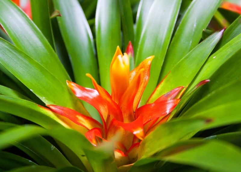 Guzmania, un atout de charme pour la maison