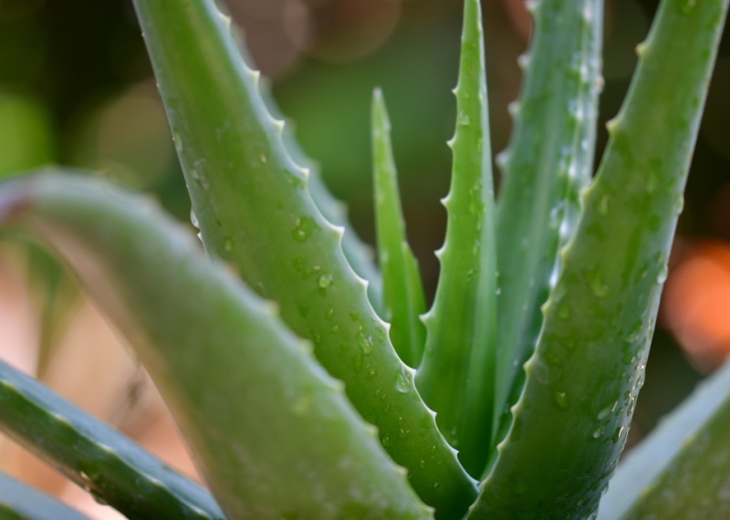 Aloe Vera, la plante aux nombreuses vertus