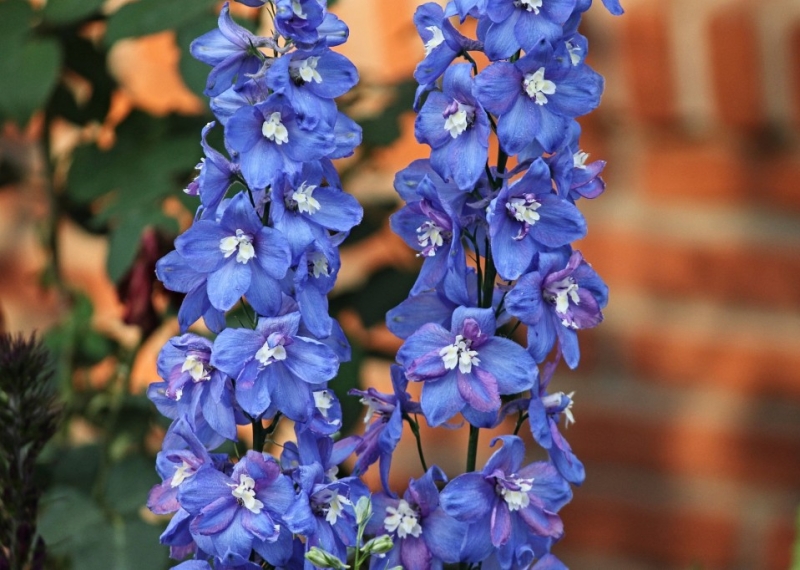 Pied d'alouette, la fleur de l'attachement