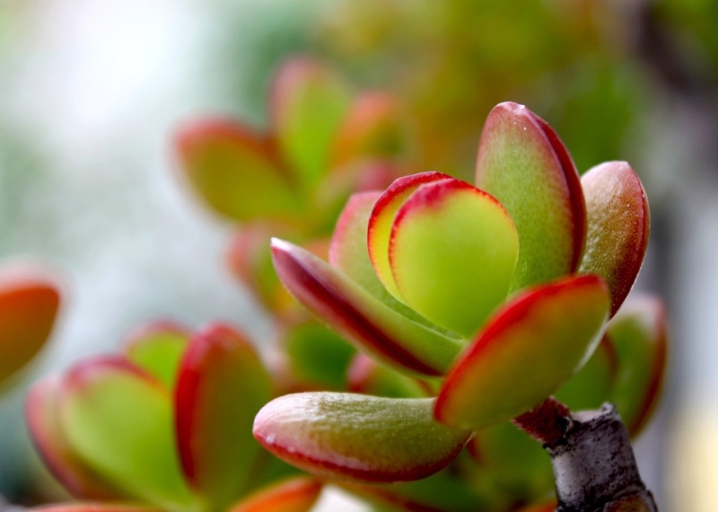 Crassula, l’irrésistible arbre de jade