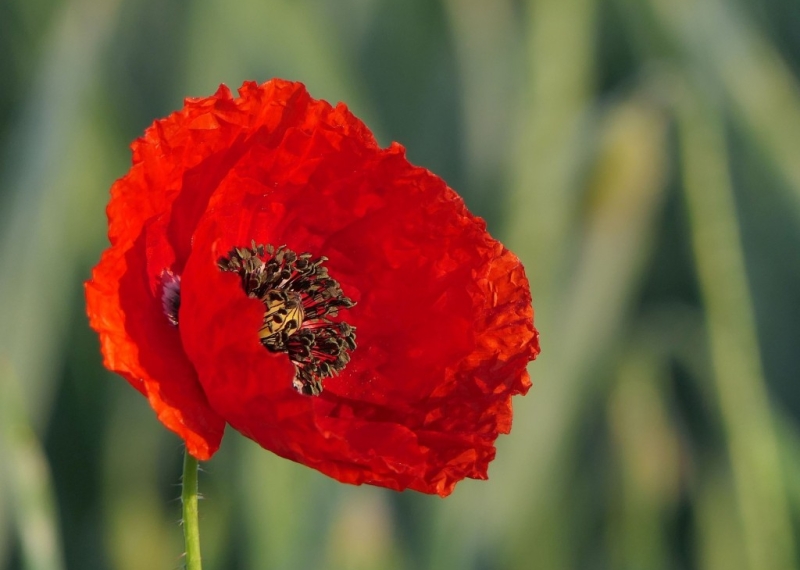 Le coquelicot ou pavot rouge