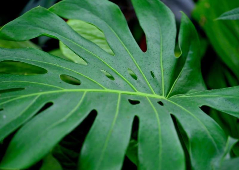 La Monstera, une plante dépolluante !