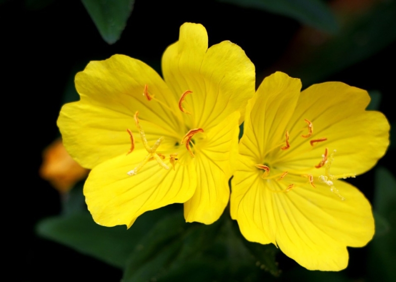 L’onagre, la fleur du bonheur