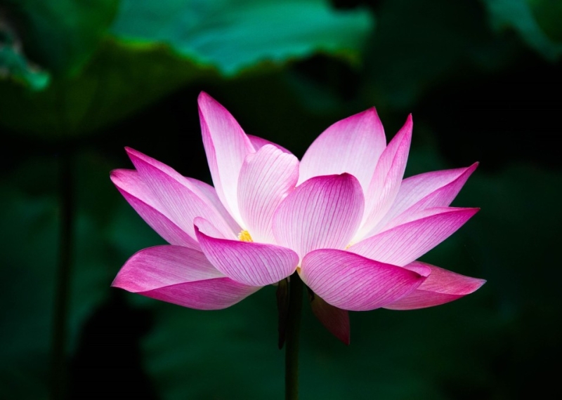 Lotus, la fleur sacrée