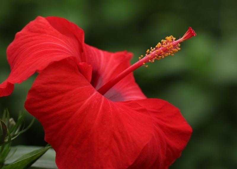 L’hibiscus, l’irrésistible fleur du paradis