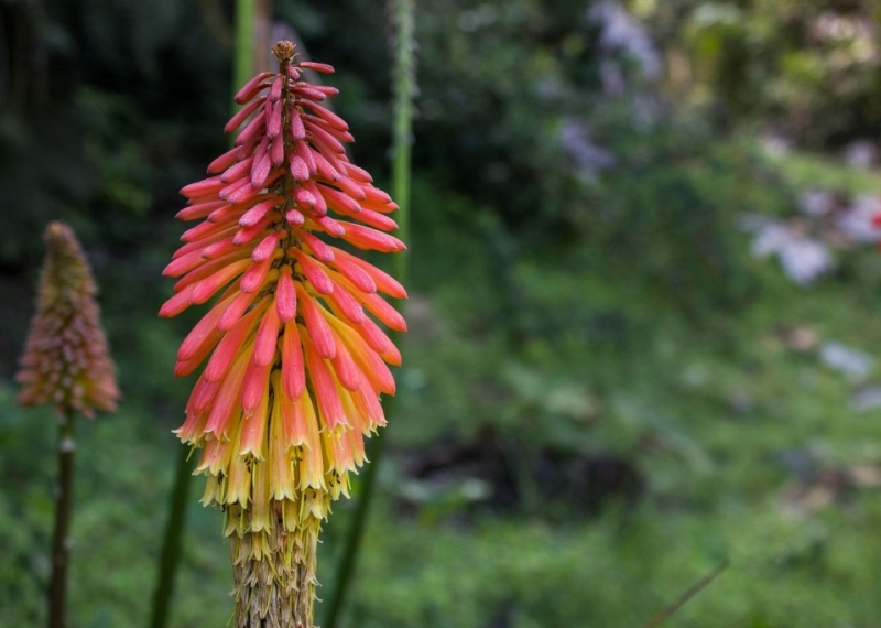 Le tritoma, les fleurs ardentes du tison de Satan