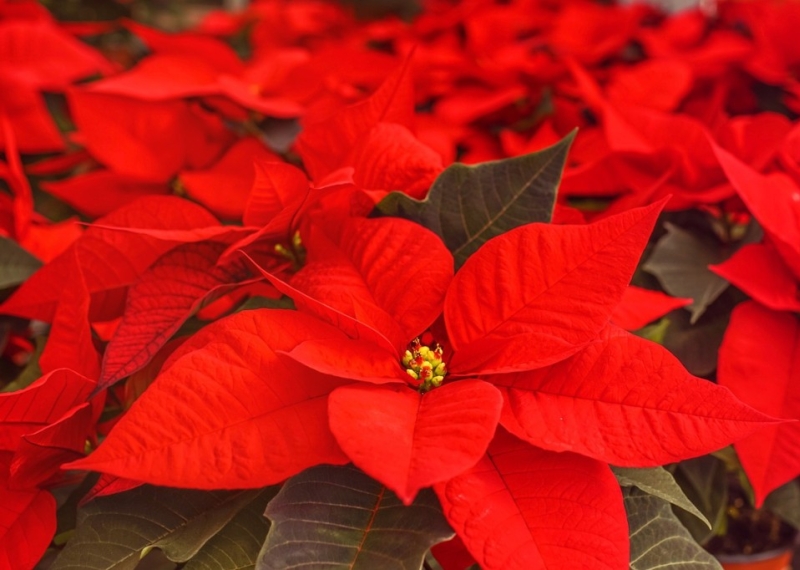 Comment faire rougir le poinsettia ?