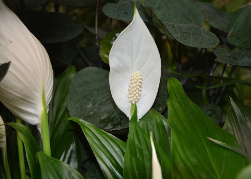 Spathiphyllum, la belle « fleur de lune »