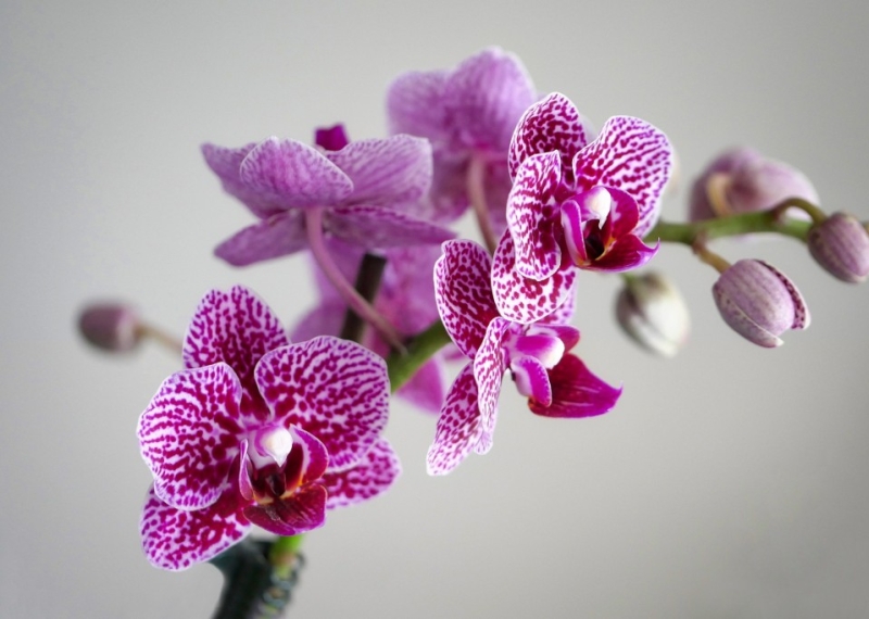  Orchidée, une fleur raffinée et décorative 