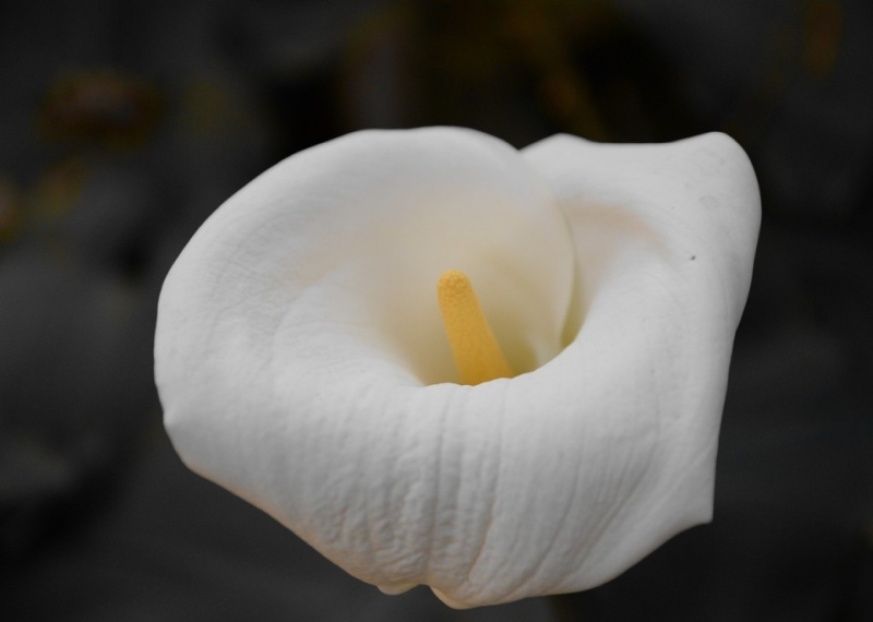 Zantedeschia