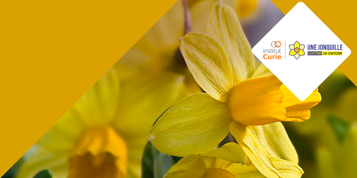Carrément Fleurs soutient l'Institut Curie Carrement-Fleurs-jonquille-curie