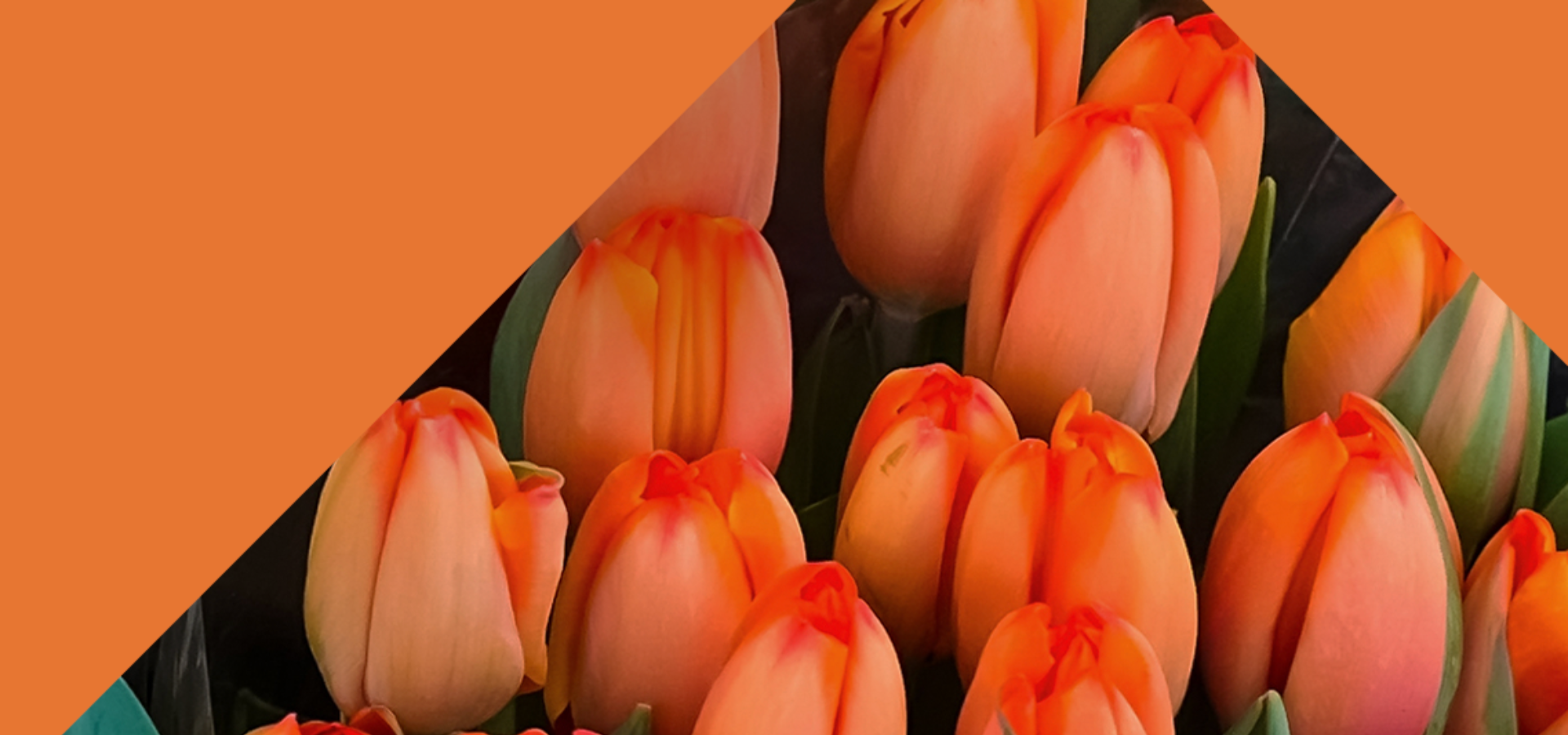 Carrement-Fleurs-Tulipes