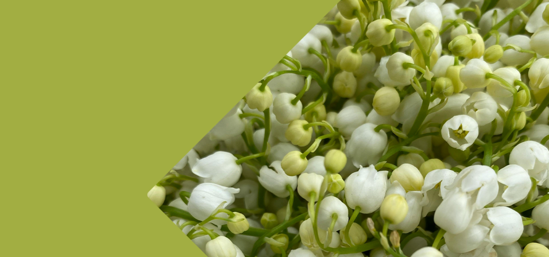 Carrement-Fleurs-muguet-1ermai