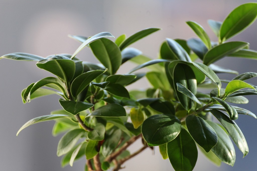 Le Ficus, une plante pour sublimer votre intérieur
