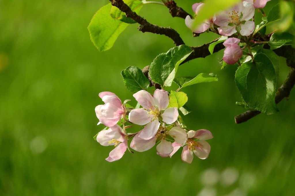 Pommier à fleurs (Pommier d’ornement)