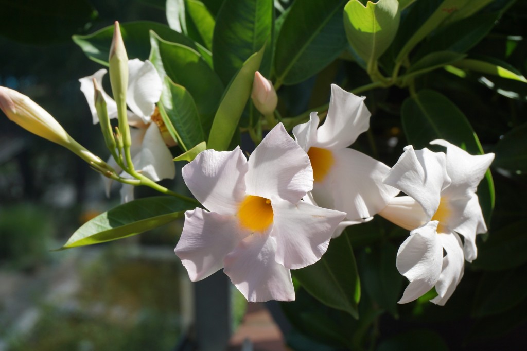 Dipladénia diamantina