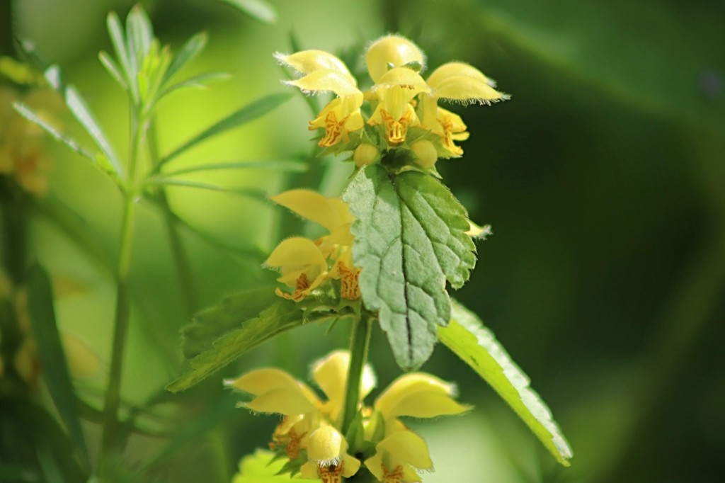 L’ortie jaune, fleur sublime en ornement