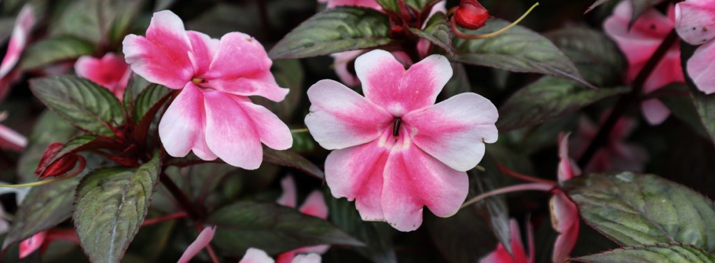 La patience, la fleur avec une belle floraison
