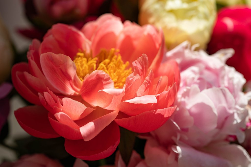La pivoine, véritable reine de beauté pour les jardins