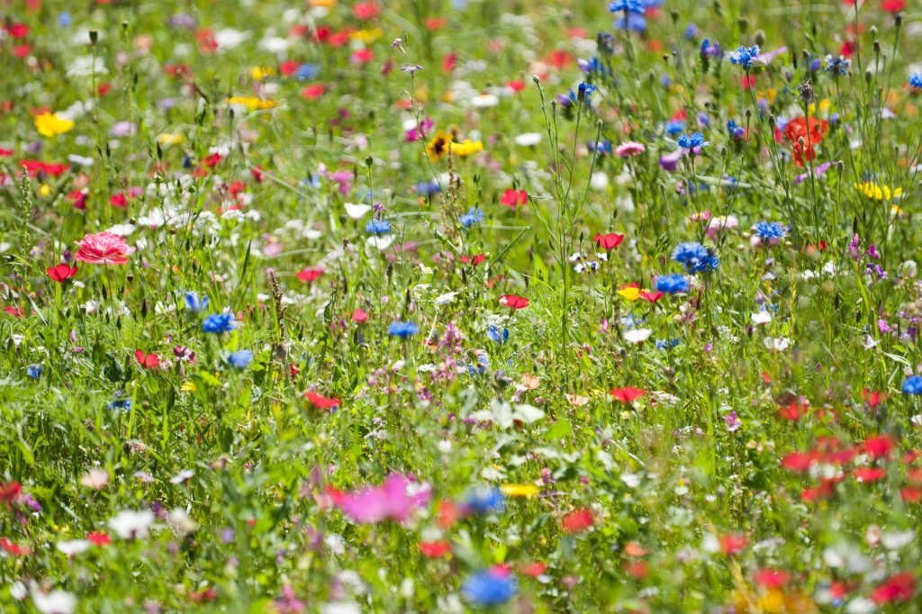Les fleurs qui fleurissent au mois de mars