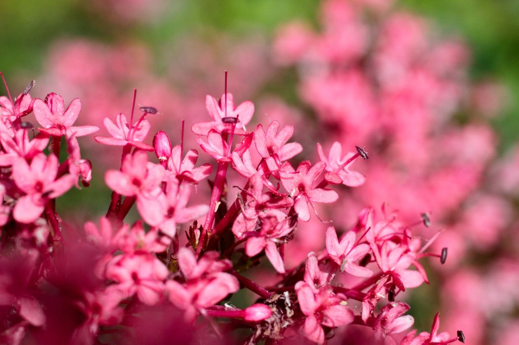 Le lilas d'Espagne, la fameuse valériane rouge