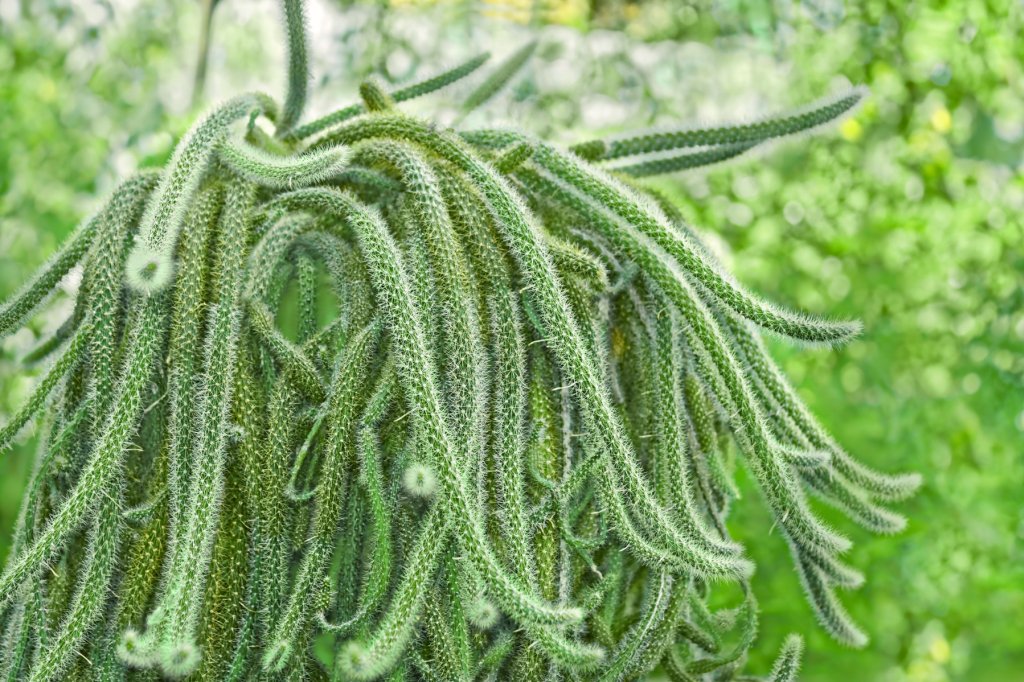 Aporocactus, un cactus retombant