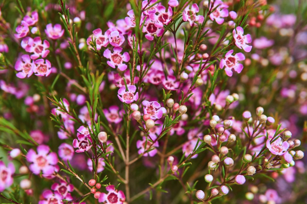 Chamelaucium uncinatum, la fleur de cire