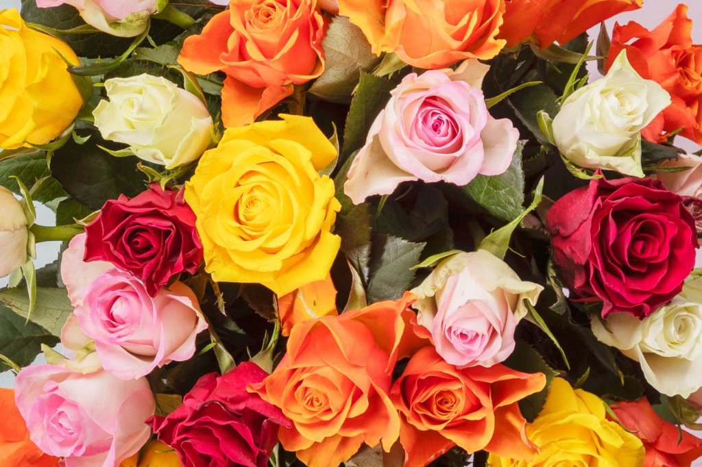 La rose, l'incontournable